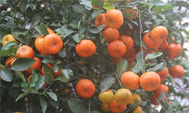 Cây quýt rừng cổ trăm tuổi, giá hơn 400 triệu đồng