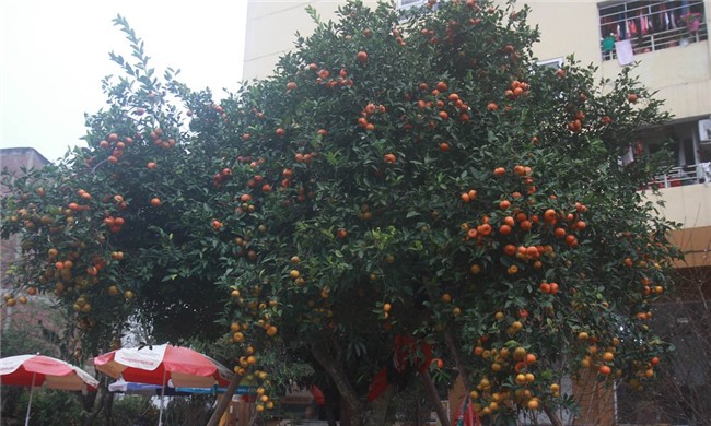 Cây quýt rừng cổ trăm tuổi, giá hơn 400 triệu đồng