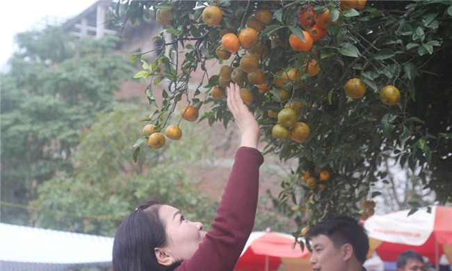 Cây quýt rừng cổ trăm tuổi, giá hơn 400 triệu đồng