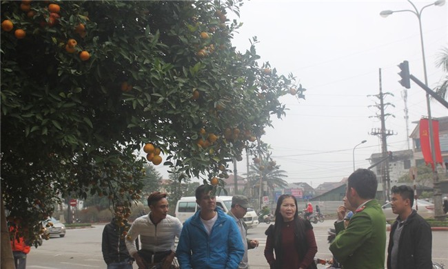 Cây quýt rừng cổ trăm tuổi, giá hơn 400 triệu đồng