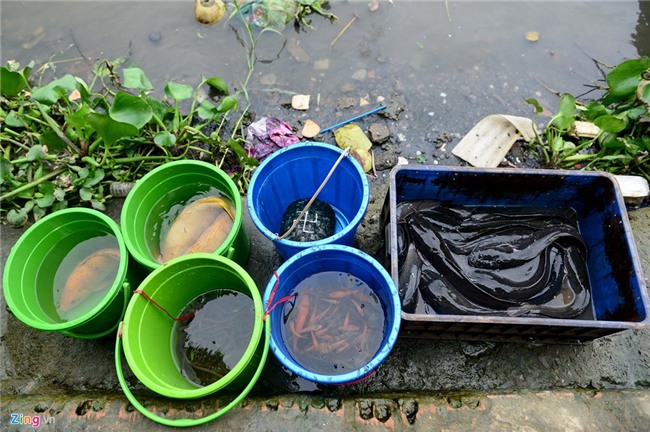 Mua 80 kg rua gia 25 trieu ra song Sai Gon phong sinh hinh anh 15