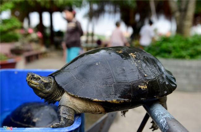 Mua 80 kg rua gia 25 trieu ra song Sai Gon phong sinh hinh anh 3