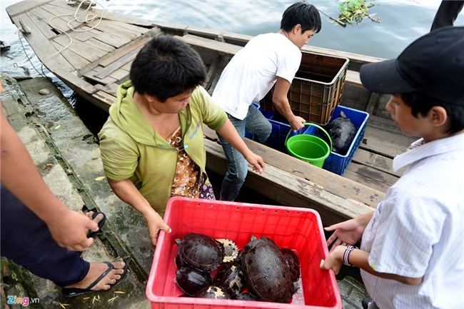Mua 80 kg rua gia 25 trieu ra song Sai Gon phong sinh hinh anh 4