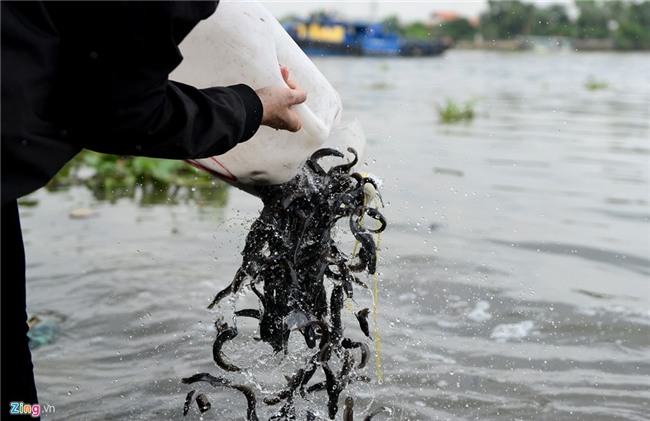 Mua 80 kg rua gia 25 trieu ra song Sai Gon phong sinh hinh anh 9