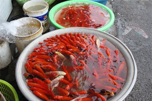 Giá chép đỏ ông Công ông Táo năm nay dao động từ 180.000 – 250.000 đồng/kg.