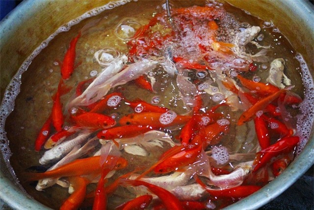 Cá chép Tam Dương luôn được ưa chuộng nhất.