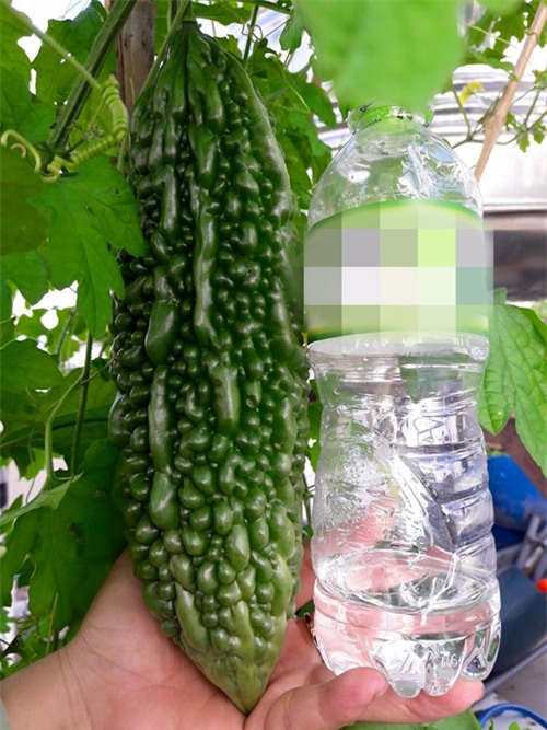 vuon rau sach don tet cua ba me sai thanh khien chi em them thuong hinh anh 11