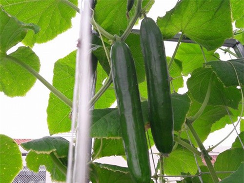 vuon rau sach don tet cua ba me sai thanh khien chi em them thuong hinh anh 12