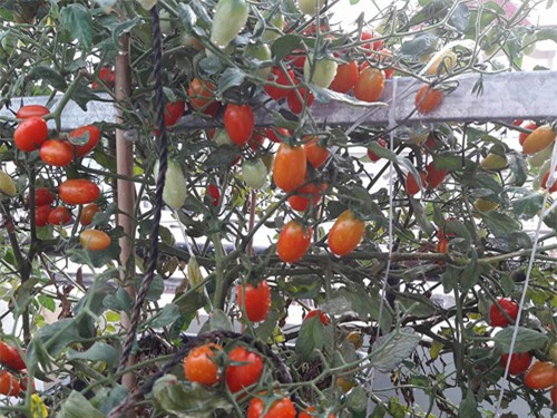 vuon rau sach don tet cua ba me sai thanh khien chi em them thuong hinh anh 18