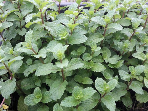 vuon rau sach don tet cua ba me sai thanh khien chi em them thuong hinh anh 20