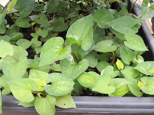 vuon rau sach don tet cua ba me sai thanh khien chi em them thuong hinh anh 21