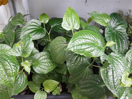 vuon rau sach don tet cua ba me sai thanh khien chi em them thuong hinh anh 24