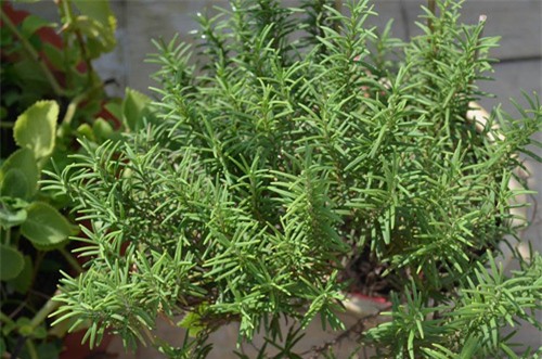 vuon rau sach don tet cua ba me sai thanh khien chi em them thuong hinh anh 25