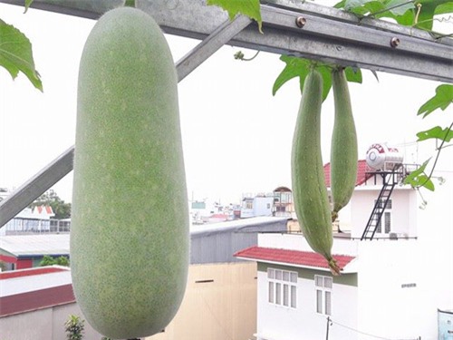 vuon rau sach don tet cua ba me sai thanh khien chi em them thuong hinh anh 6