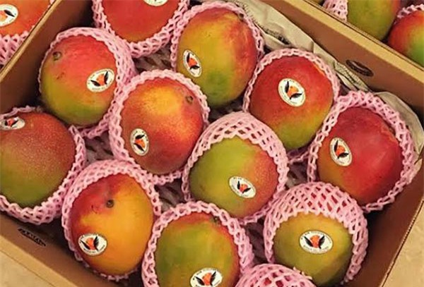 Thanh long vàng Malaysia, xoài đỏ Nhật: Quả lạ cúng Tết ông bà