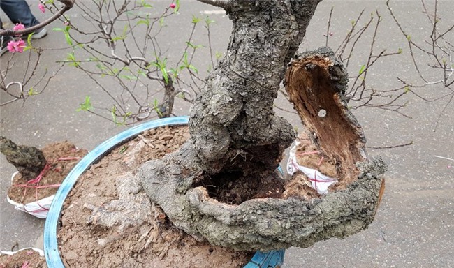 Cây đào 'dị' nhất chợ hoa Vạn Phúc - Hà Nội