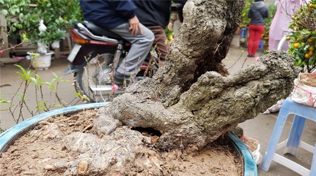 Cây đào 'dị' nhất chợ hoa Vạn Phúc - Hà Nội