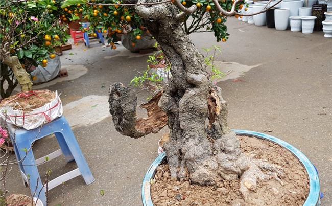 Cây đào 'dị' nhất chợ hoa Vạn Phúc - Hà Nội