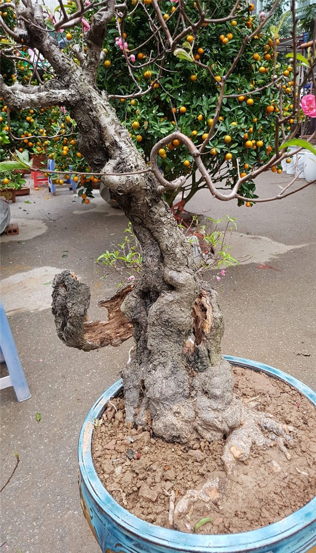 Cây đào 'dị' nhất chợ hoa Vạn Phúc - Hà Nội