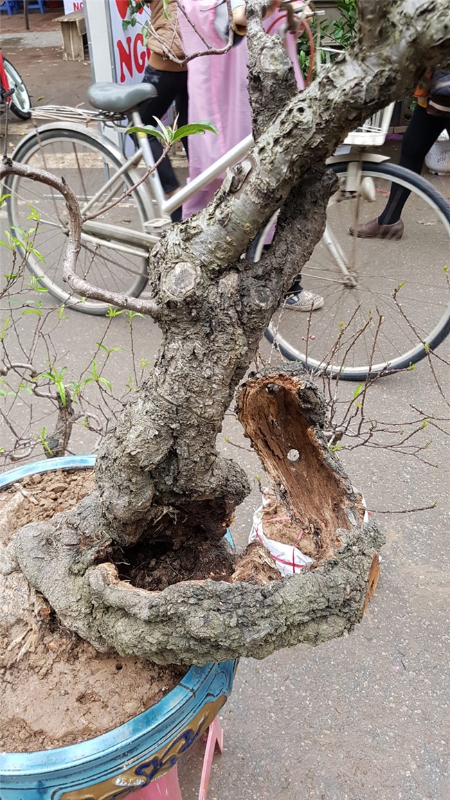 Cây đào 'dị' nhất chợ hoa Vạn Phúc - Hà Nội