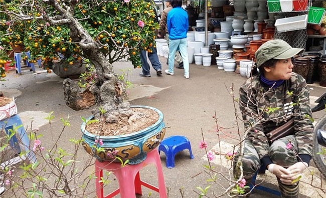 Cây đào 'dị' nhất chợ hoa Vạn Phúc - Hà Nội