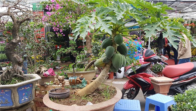 Cây đào 'dị' nhất chợ hoa Vạn Phúc - Hà Nội