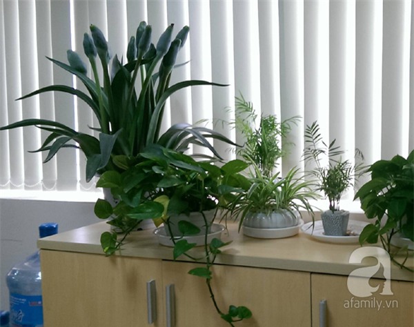 Giáp Tết nhiều người ngậm đắng, nuốt cay mua phải cây, hoa giả nhiều nụ, giá rẻ - Ảnh 1.