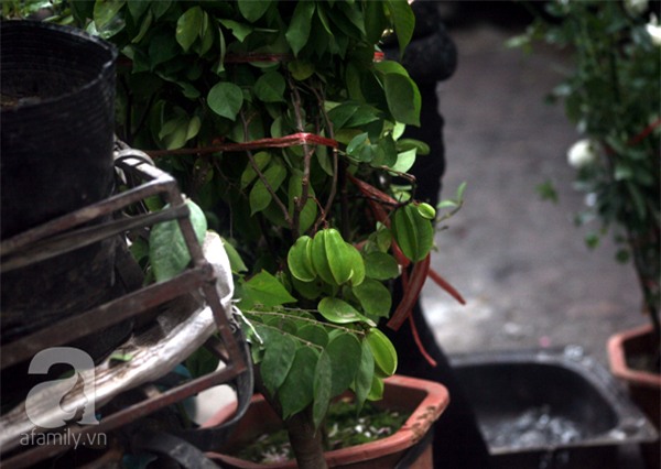 Giáp Tết nhiều người ngậm đắng, nuốt cay mua phải cây, hoa giả nhiều nụ, giá rẻ - Ảnh 4.