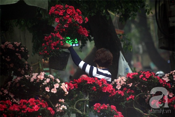 Giáp Tết nhiều người ngậm đắng, nuốt cay mua phải cây, hoa giả nhiều nụ, giá rẻ - Ảnh 7.