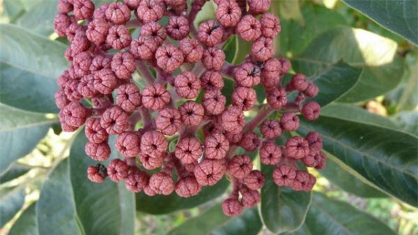 Giáo sư Đông y: Mất ngủ đừng uống thuốc quá lâu, chỉ dùng 1 củ tỏi là trị được - Ảnh 3.