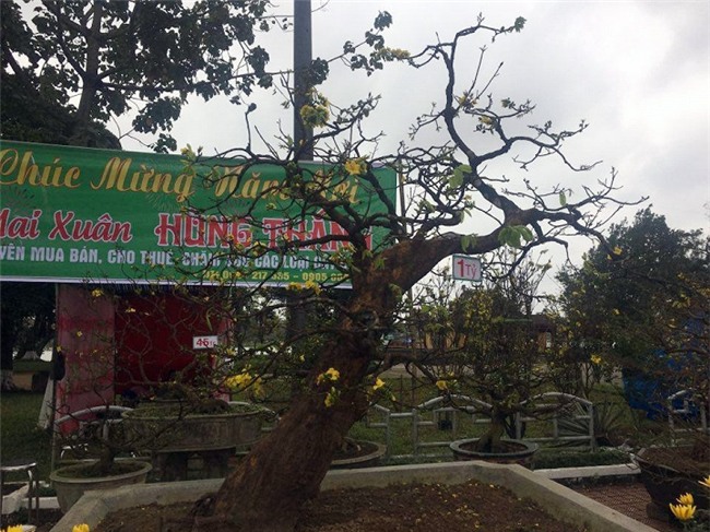 Cận cảnh cây mai trăm tuổi được định giá 1 tỷ đồng