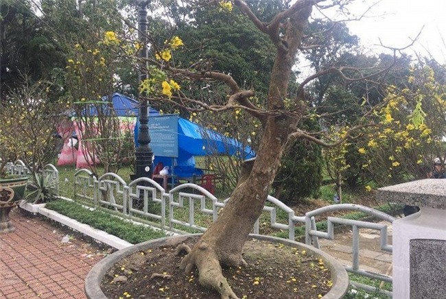 Cận cảnh cây mai trăm tuổi được định giá 1 tỷ đồng