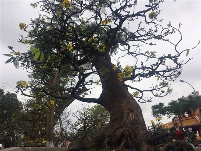 Cận cảnh cây mai trăm tuổi được định giá 1 tỷ đồng