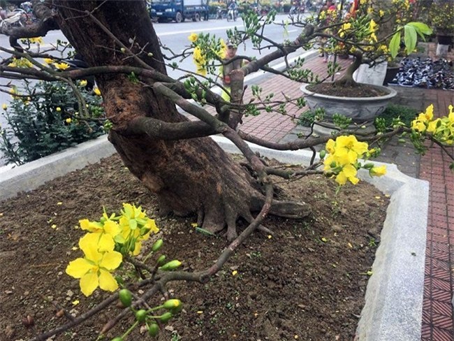 Cận cảnh cây mai trăm tuổi được định giá 1 tỷ đồng