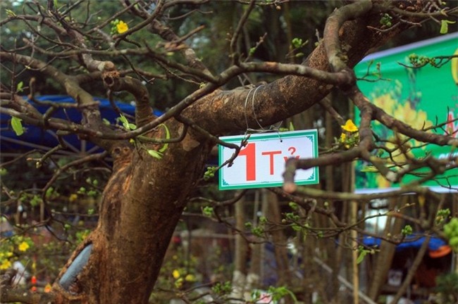 Cận cảnh cây mai trăm tuổi được định giá 1 tỷ đồng