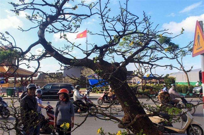 Cận cảnh cây mai trăm tuổi được định giá 1 tỷ đồng