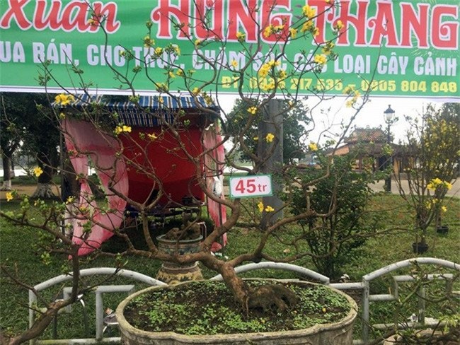 Cận cảnh cây mai trăm tuổi được định giá 1 tỷ đồng