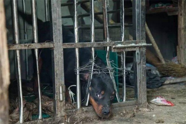 Giải thoát cho chó dữ, bị con vật vô ơn quay lại tấn công, cô bé 14 tuổi phải khâu 120 mũi - Ảnh 3.