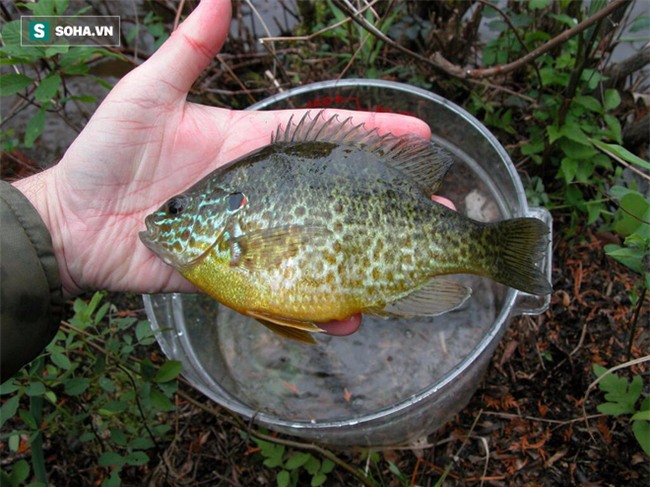 Mổ cá đón Tết, cắt cả bàn tay vì hoại tử: BS cảnh báo vi khuẩn chết người có trong hải sản - Ảnh 1.