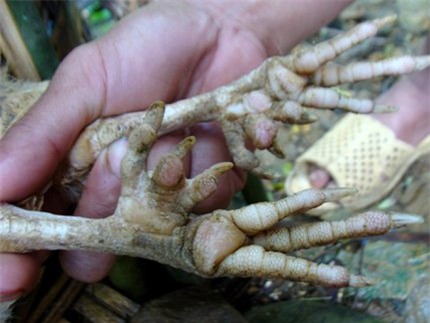 Thú vị chuyện ngày tết lên Phú Thọ thưởng thức món ăn của Vua Hùng