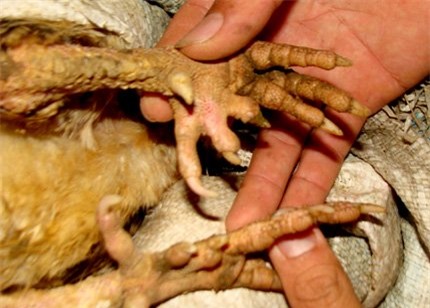 Thú vị chuyện ngày tết lên Phú Thọ thưởng thức món ăn của Vua Hùng