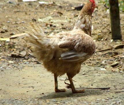 Thú vị chuyện ngày tết lên Phú Thọ thưởng thức món ăn của Vua Hùng