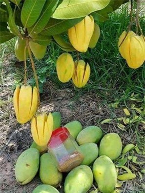 Vì sợ nóng, nhiều phụ nữ đã bỏ qua công dụng của trái xoài - Ảnh 1.