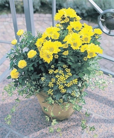 12 loai cay canh mang tai loc vao nha ngay tet hinh anh 5