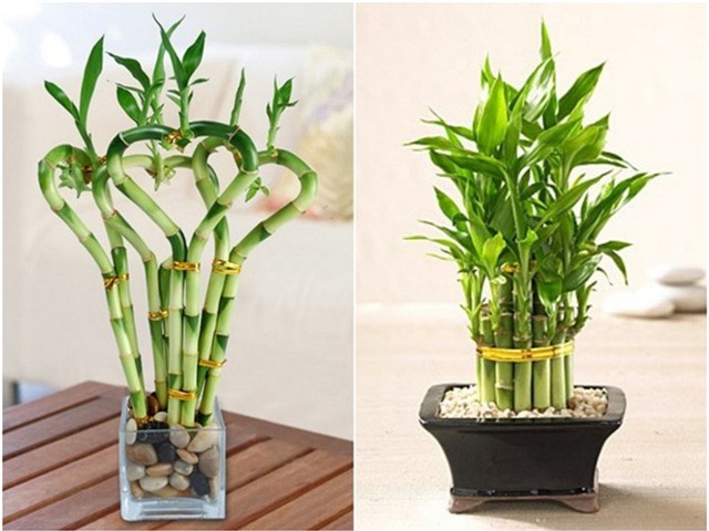 12 loai cay canh mang tai loc vao nha ngay tet hinh anh 6