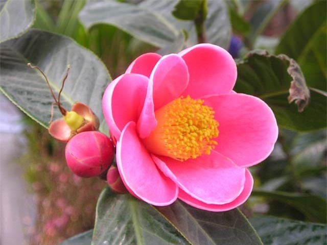 12 loai cay canh mang tai loc vao nha ngay tet hinh anh 7