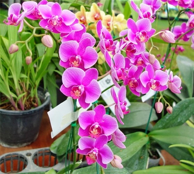 12 loai cay canh mang tai loc vao nha ngay tet hinh anh 9