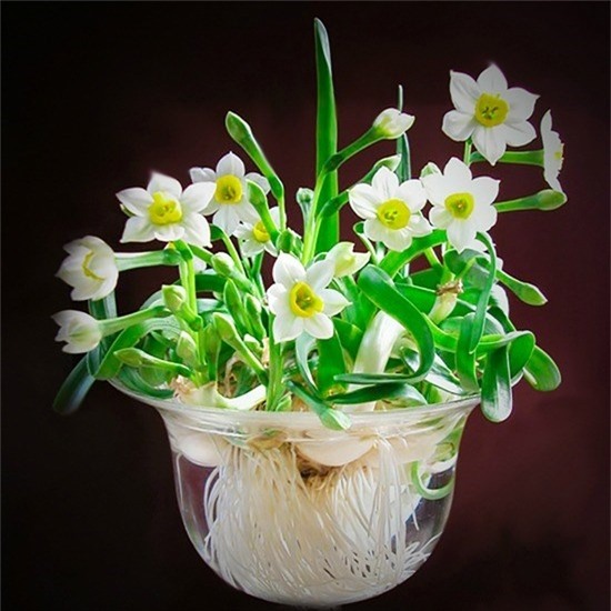 12 loai cay canh mang tai loc vao nha ngay tet hinh anh 12