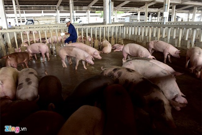 Nha giau treo thuong 500.000 dong tim thit lon sach an Tet hinh anh 1