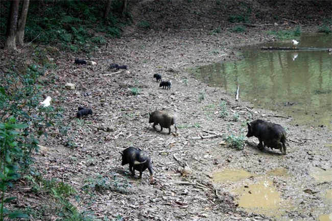 Nha giau treo thuong 500.000 dong tim thit lon sach an Tet hinh anh 2